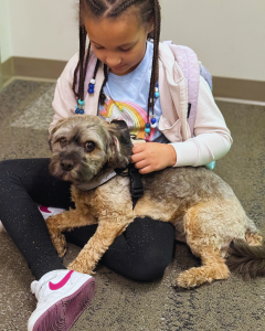 Allisonville Therapy Dog in Training