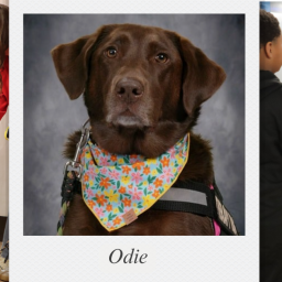 Odie the Therapy Dog